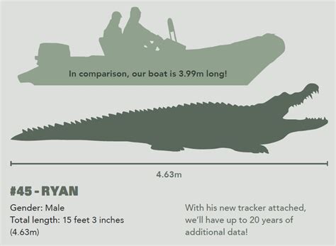 lol ong|lolong compared to a human.